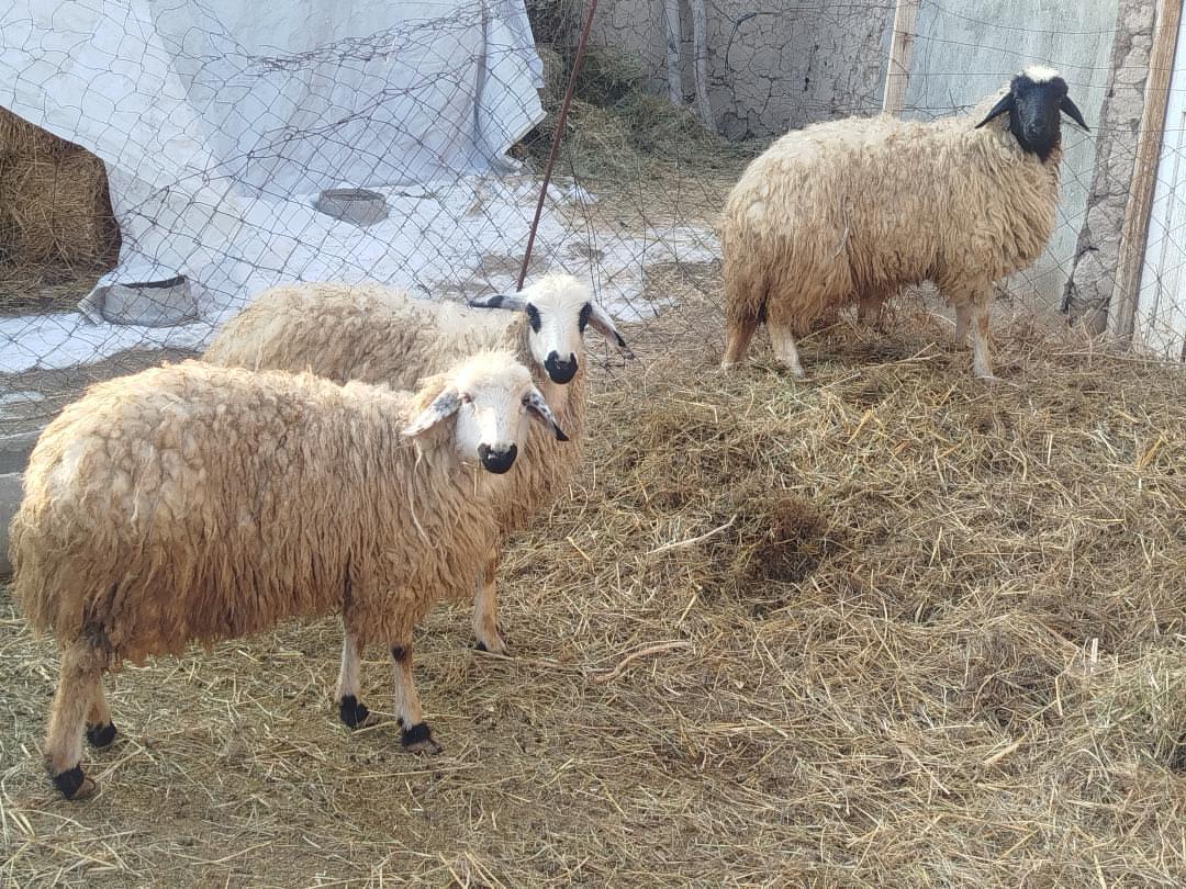 3 qoyun satılır