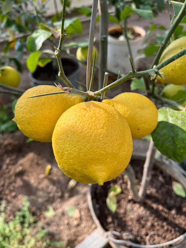Ordubad Limonu