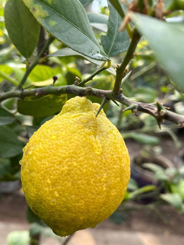 Ordubad Limonu