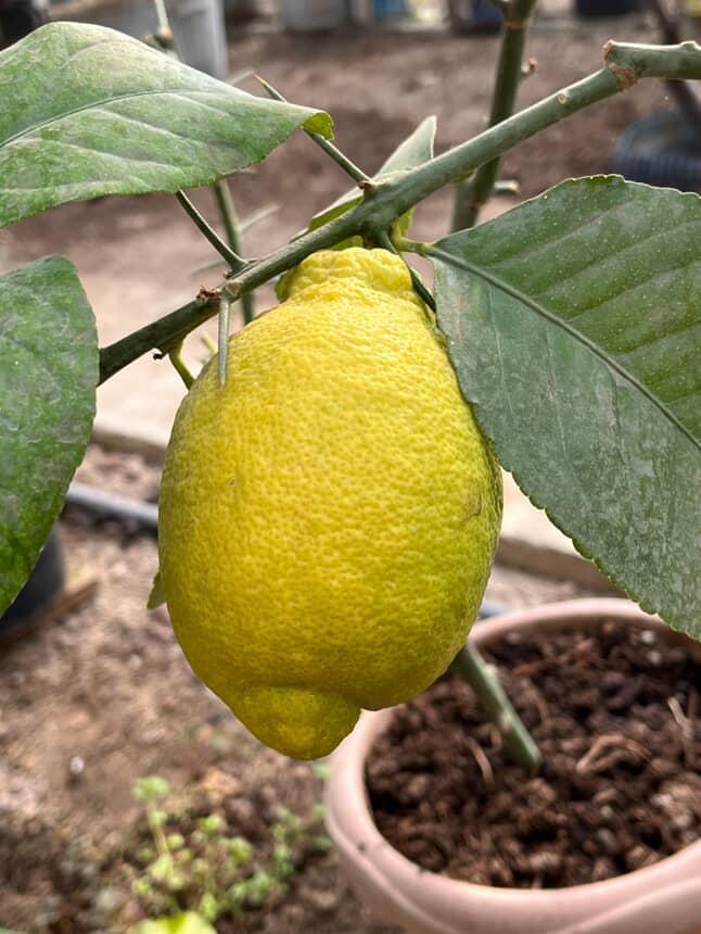 Ordubad Limonu